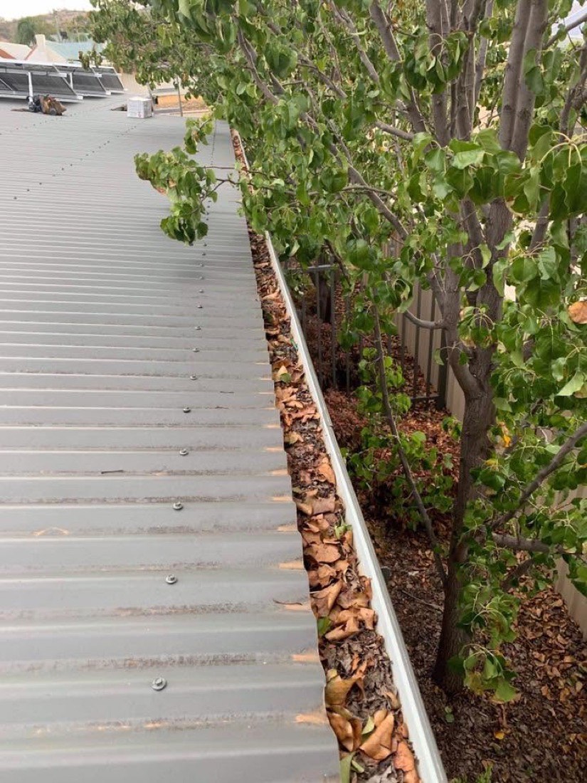A gutter filled with leaf litter under overhanging gum branches